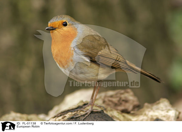 European Robin / FL-01138