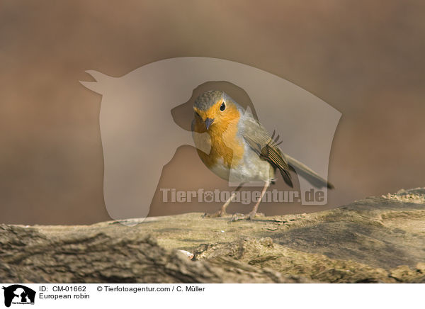 European robin / CM-01662