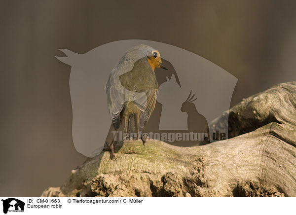 European robin / CM-01663