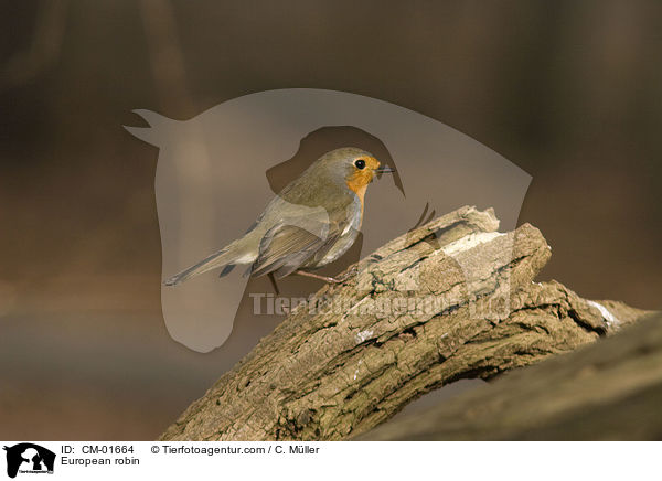 European robin / CM-01664