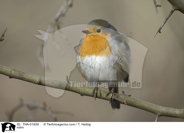 robin / THA-01828