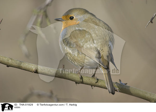 robin / THA-01829