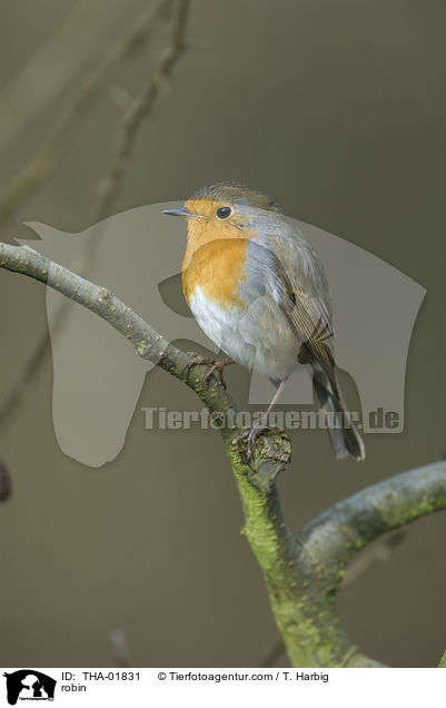 Rotkehlchen / robin / THA-01831