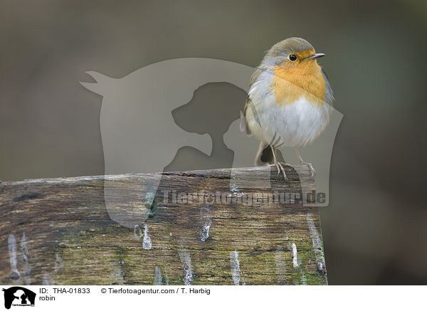 Rotkehlchen / robin / THA-01833