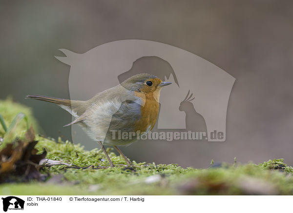 robin / THA-01840