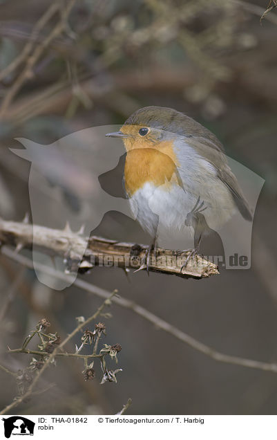 robin / THA-01842