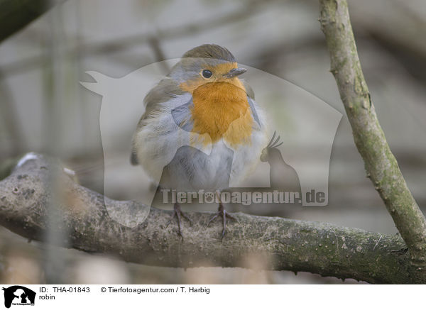 robin / THA-01843