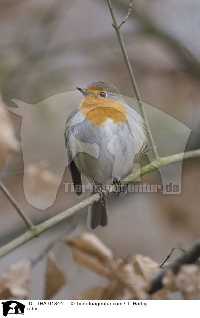 Rotkehlchen / robin / THA-01844