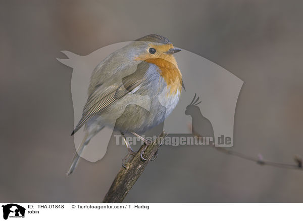 robin / THA-01848