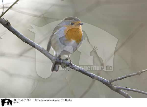 robin / THA-01850