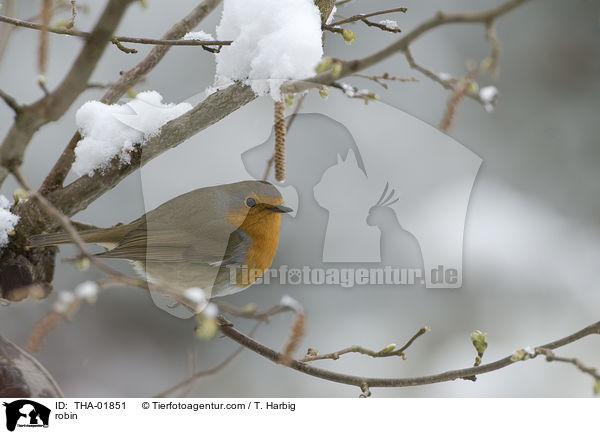 robin / THA-01851