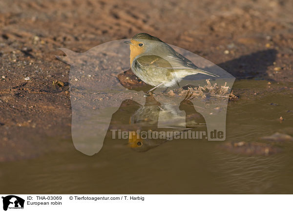 Rotkehlchen / European robin / THA-03069