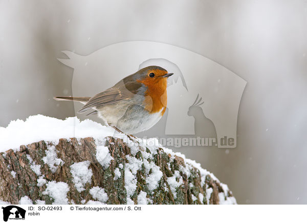 robin / SO-02493