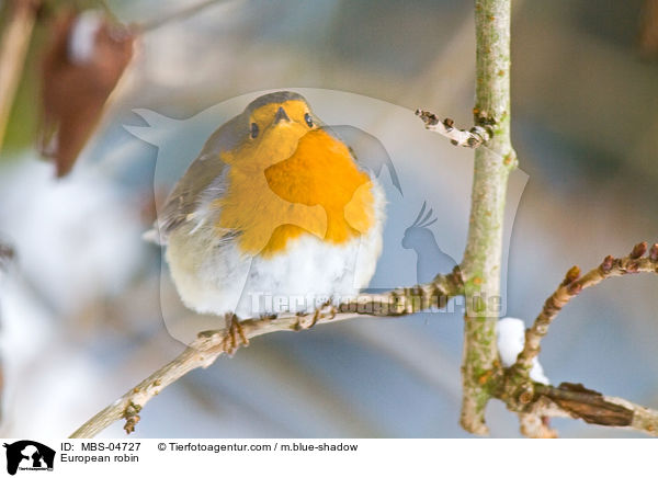 Rotkehlchen / European robin / MBS-04727