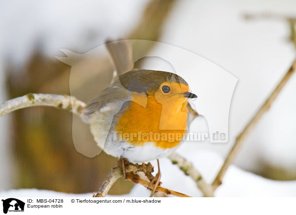 Rotkehlchen / European robin / MBS-04728