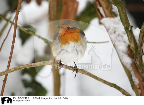 Rotkehlchen / European robin / AB-02456