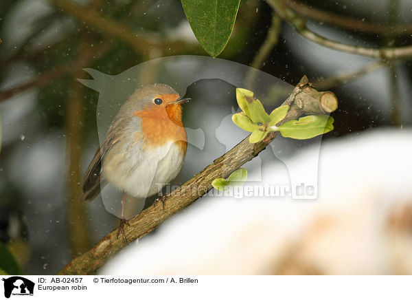 Rotkehlchen / European robin / AB-02457