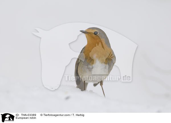 Rotkehlchen / European robin / THA-03389