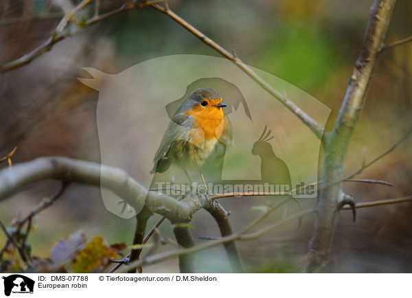 Rotkehlchen / European robin / DMS-07788