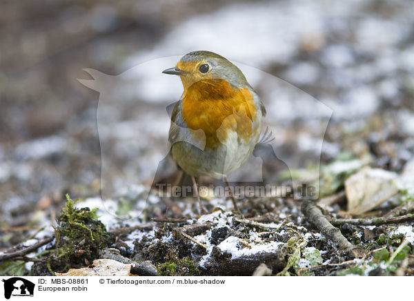 Rotkehlchen / European robin / MBS-08861