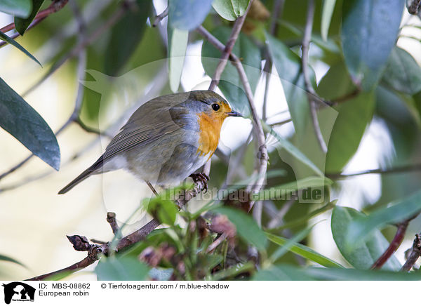 Rotkehlchen / European robin / MBS-08862