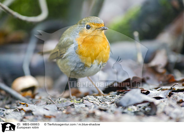 Rotkehlchen / European robin / MBS-08863