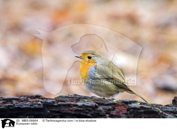 Rotkehlchen / European robin / MBS-08864