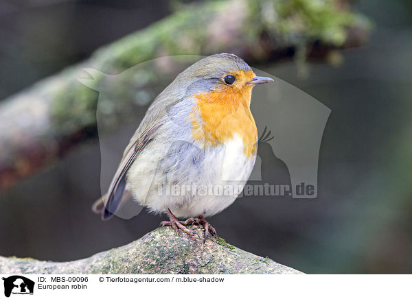 European robin / MBS-09096