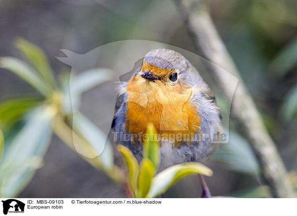 European robin / MBS-09103