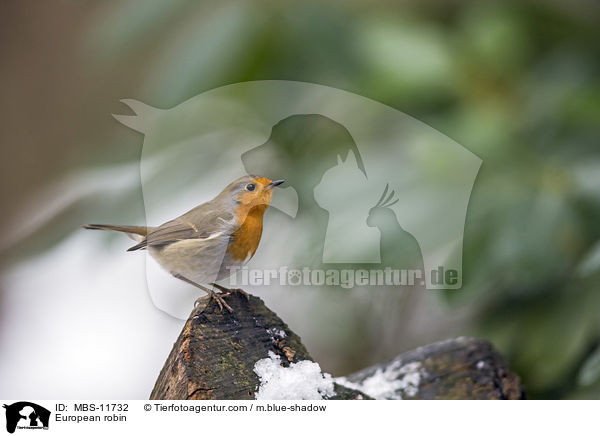 European robin / MBS-11732