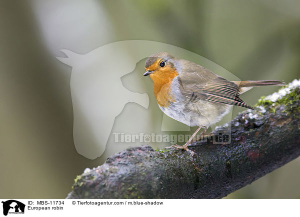 European robin / MBS-11734