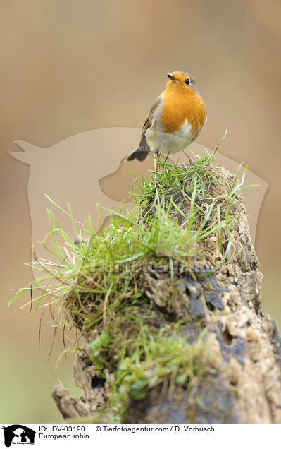 European robin / DV-03190
