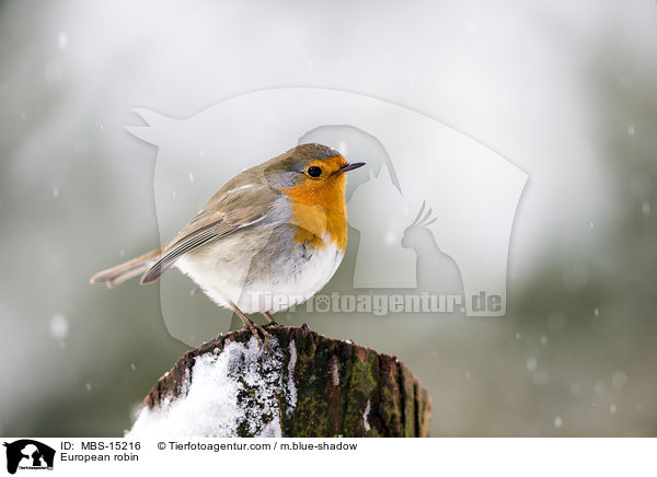 European robin / MBS-15216