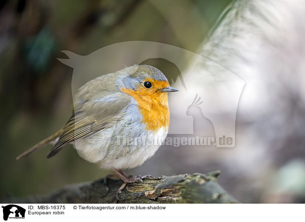 European robin / MBS-16375