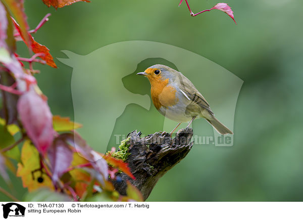 sitting European Robin / THA-07130