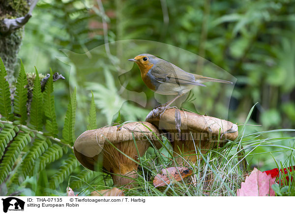 sitting European Robin / THA-07135