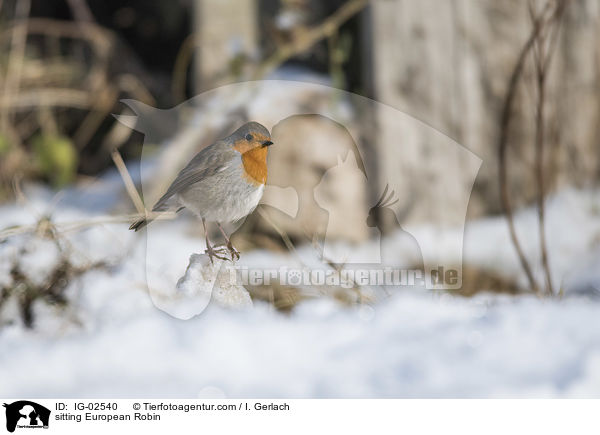 sitting European Robin / IG-02540
