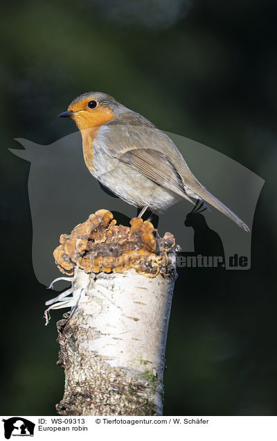 European robin / WS-09313