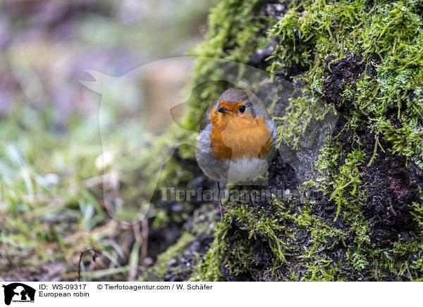 European robin / WS-09317