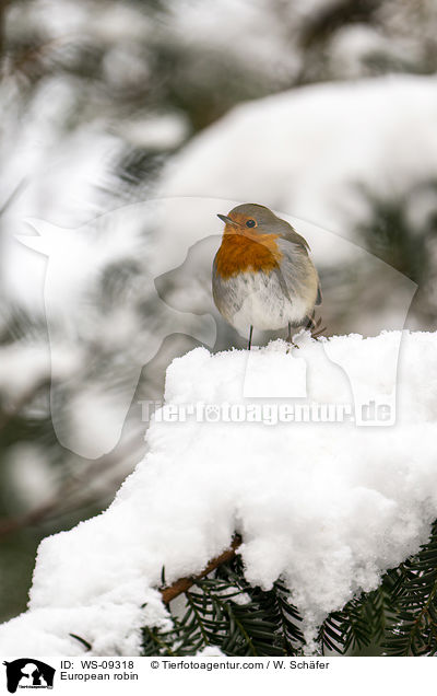 European robin / WS-09318