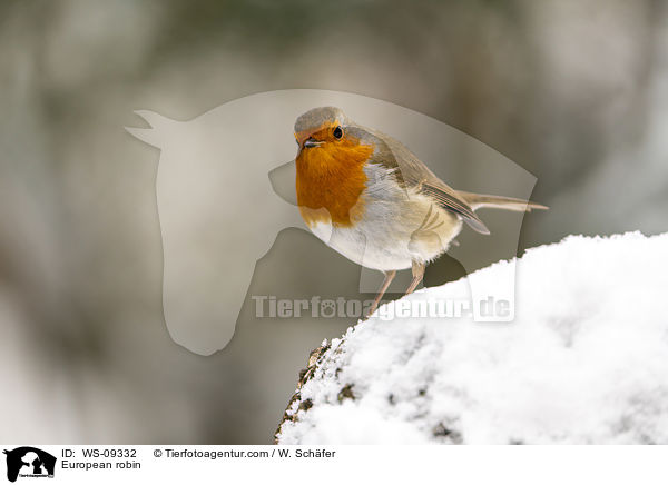 Rotkehlchen / European robin / WS-09332