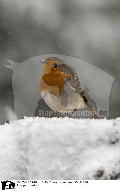 Rotkehlchen / European robin / WS-09346