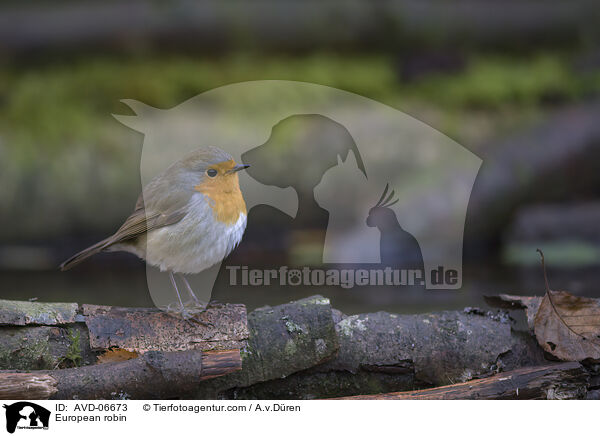 Rotkehlchen / European robin / AVD-06673