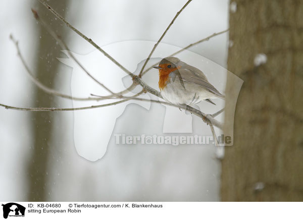 sitzendes Rotkehlchen / sitting European Robin / KB-04680