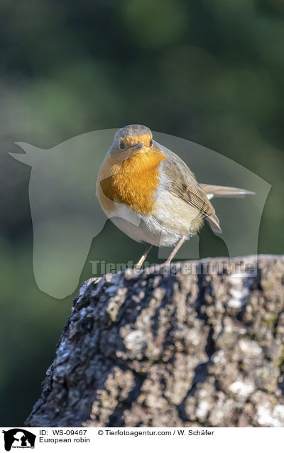 Rotkehlchen / European robin / WS-09467