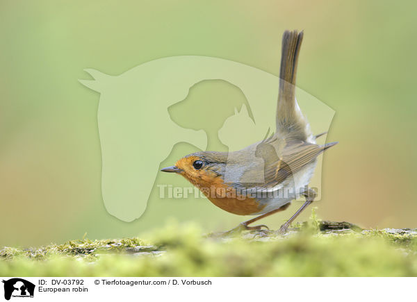 European robin / DV-03792