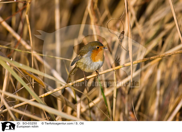 European robin / SO-03250