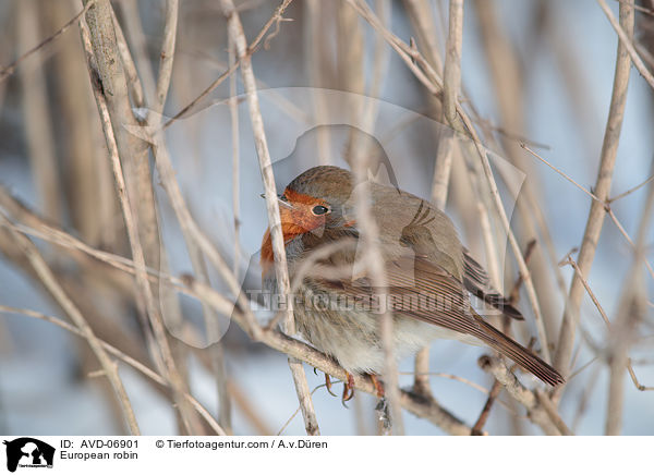 Rotkehlchen / European robin / AVD-06901