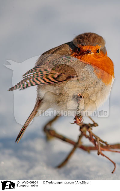 Rotkehlchen / European robin / AVD-06904
