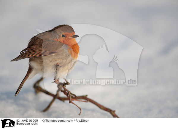 Rotkehlchen / European robin / AVD-06905